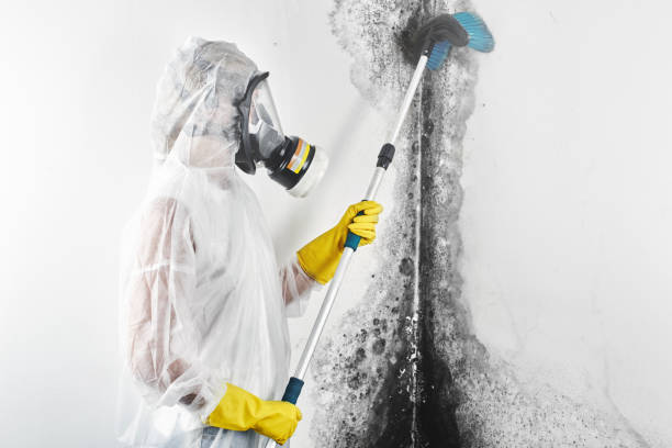 Best Mold Damage Restoration  in Danville, IA